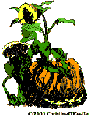 [Pumpkin and Sunflower - ]