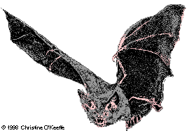 [color bat illustration]
