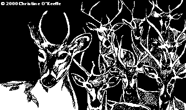 [7 deer and white deer illus - 10k]